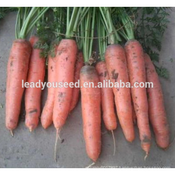 MCA07 Gaoji early maturity op red carrot seeds for planting